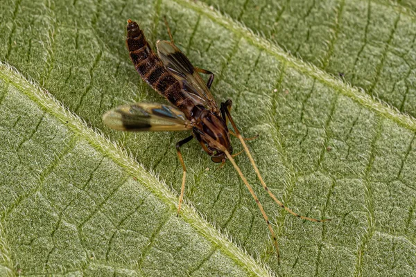 Midge Adulto Mordedor Familia Chironomidae —  Fotos de Stock