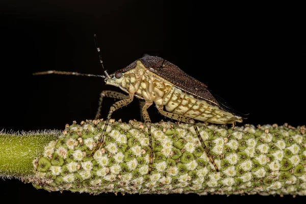 Apestoso Insecto Adulto Especie Sibaria Armata —  Fotos de Stock