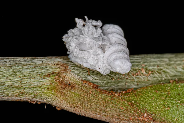 Flatid Insect Nymph Family Flatidae — Fotografia de Stock