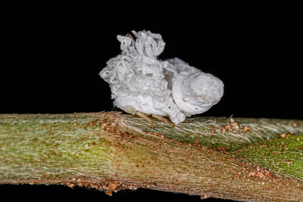 Flatid Insect Nymph Family Flatidae — стоковое фото