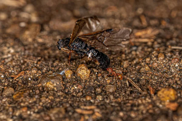 Ausgewachsene Myrmicine Ameise Der Gattung Wasmannia Trägt Ein Viel Größeres — Stockfoto