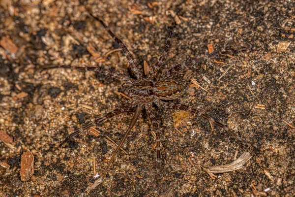Mały Szkółka Web Spider Rodzaju Thaumasia — Zdjęcie stockowe