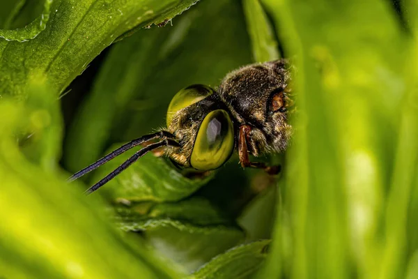 Ausgewachsene Sandliebende Wespe Der Gattung Tachytes — Stockfoto