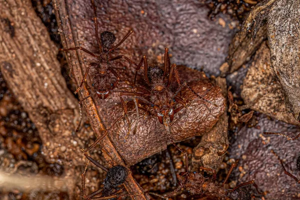 Adult Acromyrmex Κοπτήρας Φύλλων Μυρμηγκιών Του Γένους Acromyrmex — Φωτογραφία Αρχείου