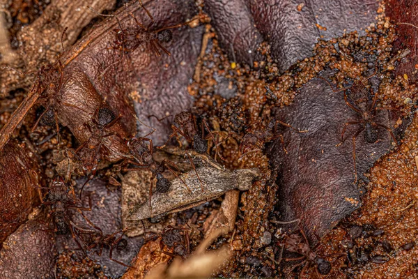 Adult Acromyrmex Leaf Cutter Ant Genus Acromyrmex — Stock Photo, Image