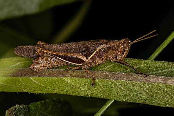 Grasshopper Adulto Cornuto Della Tribù Abracrini — Foto Stock