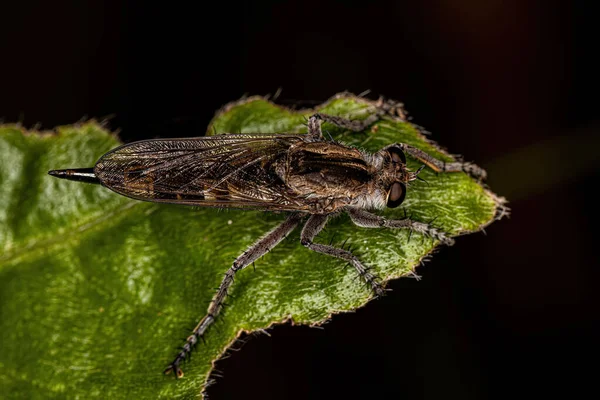 Adult Robber Fly Genus Triorla — 스톡 사진
