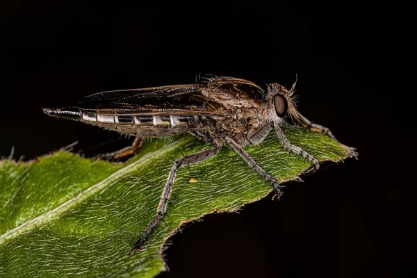 Adult Robber Fly Genus Triorla — Zdjęcie stockowe