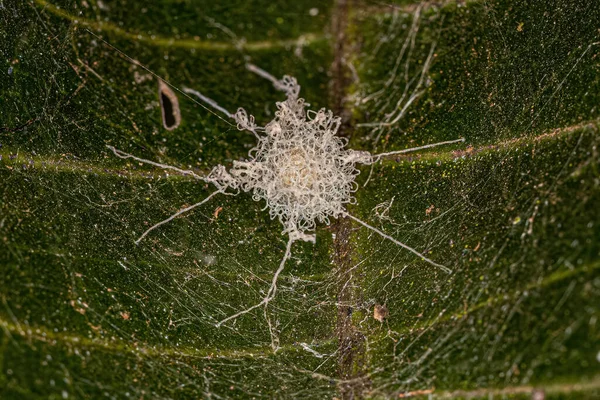 거미줄로 고정시키는 거미알 주머니 — 스톡 사진