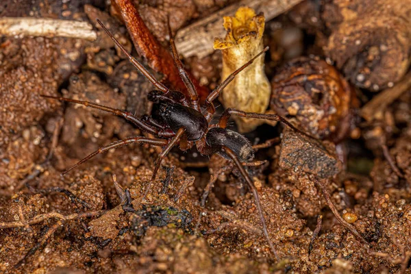 Чоловіча Доросла Мураха Імітує Sac Spider Виду Falconina Gracilis — стокове фото
