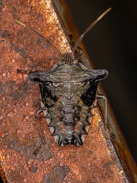 Ninfa Bug Stink Subfamília Edessinae — Fotografia de Stock