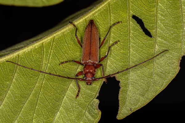 Phoracanthini部落典型的成年长角甲虫 — 图库照片