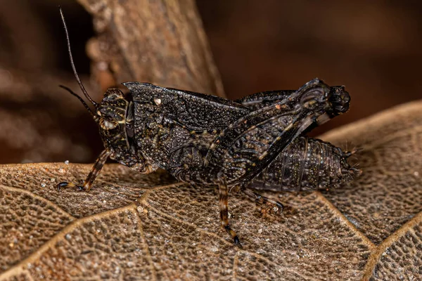 Pygmy Grasshopper Νύμφη Της Οικογένειας Tetrigidae — Φωτογραφία Αρχείου