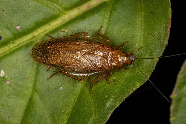 Cucaracha Madera Adulta Familia Ectobiidae —  Fotos de Stock