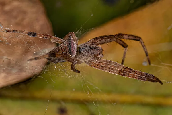Malý Pavouk Orbweaver Rodu Kapogea — Stock fotografie