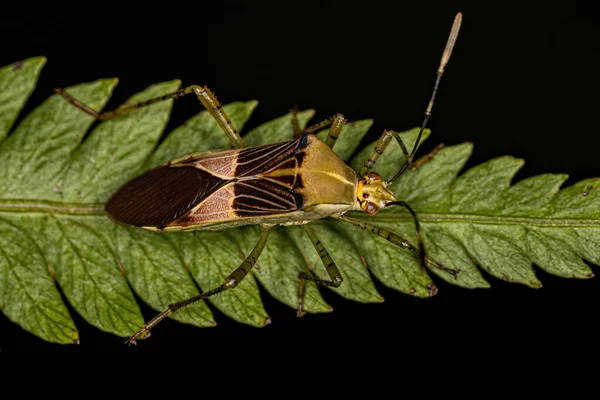 Adult Leaf Footed Bug Species Hypselonotus Fulvus — Stock Photo, Image
