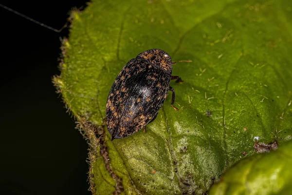 Escarabajo Tortuga Adulta Del Género Chelonarium —  Fotos de Stock