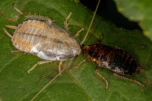 Wood Cockroach Nymph Family Ectobiidae — Stock Photo, Image