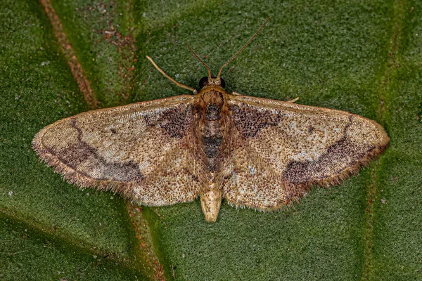 Ενηλίκων Kendall Wave Moth Species Idaea Kendallaria — Φωτογραφία Αρχείου