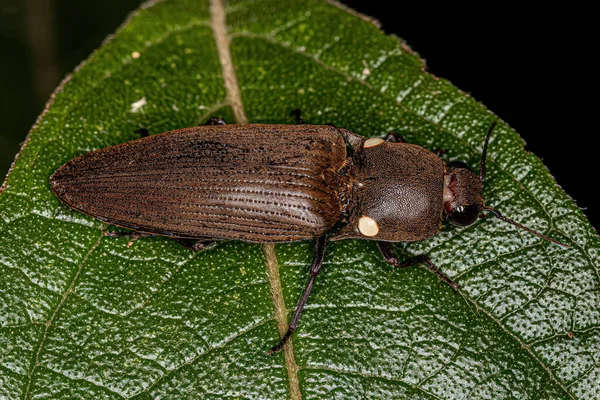 Fuego Adulto Haga Clic Escarabajo Tribu Pyrophorini — Foto de Stock