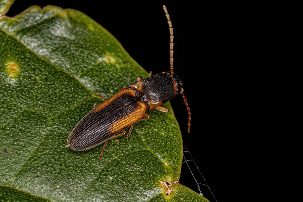 Ενηλίκων Click Beetle Της Οικογένειας Elateridae — Φωτογραφία Αρχείου