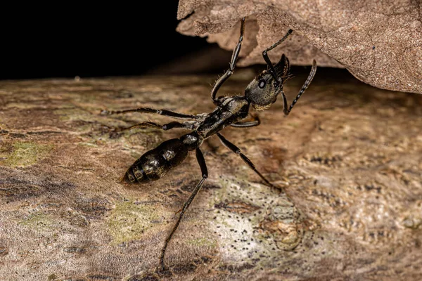 Neoponera Cinsinden Yetişkin Kadın Ponerine Karınca — Stok fotoğraf