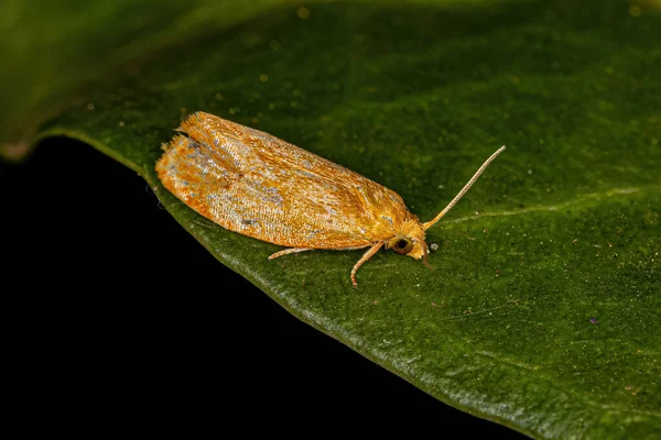 Vuxna Tortricine Leafroller Moth Family Tortricidae — Stockfoto