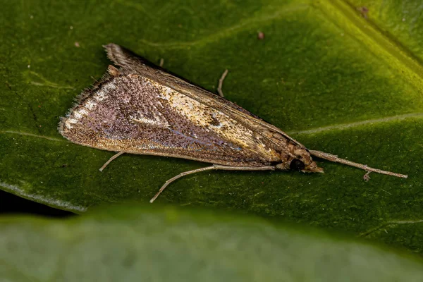 Ενηλίκων Crambid Moth Της Οικογένειας Crambidae — Φωτογραφία Αρχείου