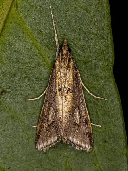 Ενηλίκων Crambid Moth Της Οικογένειας Crambidae — Φωτογραφία Αρχείου