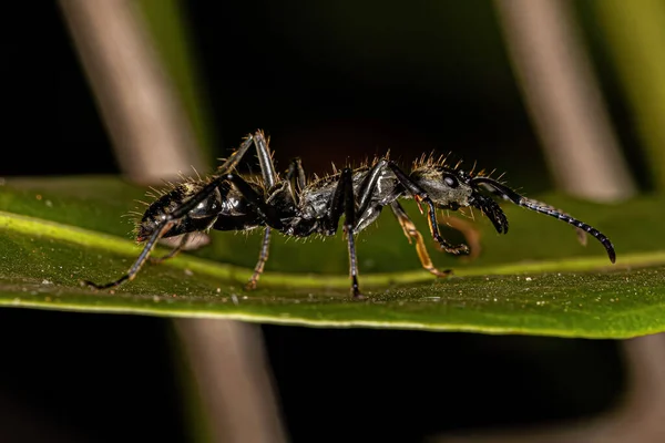 Ausgewachsene Ponerine Ameise Der Gattung Neoponera — Stockfoto