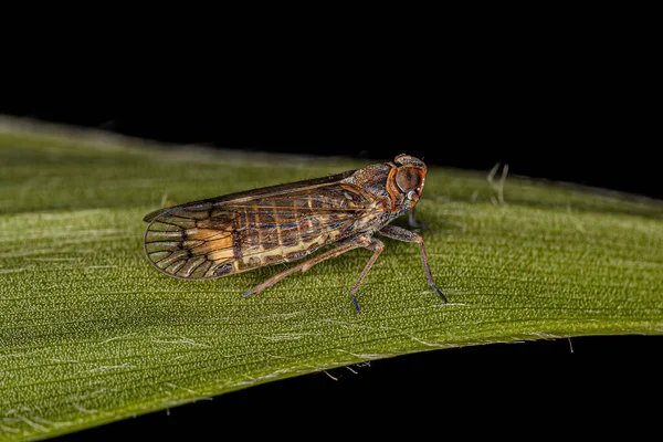 Dospělý Malý Planthopper Hmyz Kmene Pentastirini — Stock fotografie