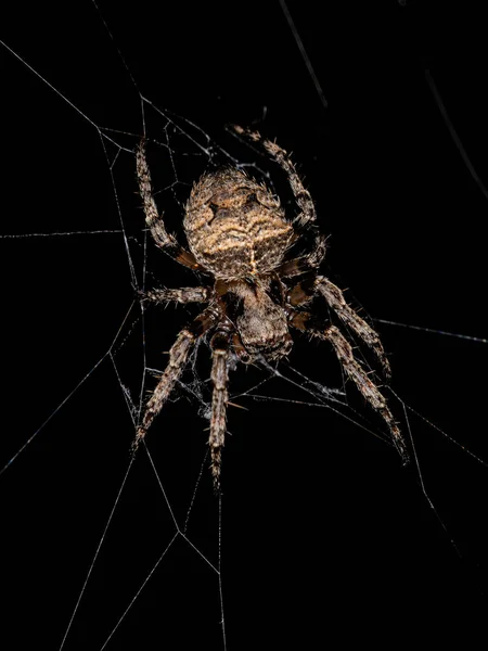 Araneidae科的小织锦蜘蛛 — 图库照片