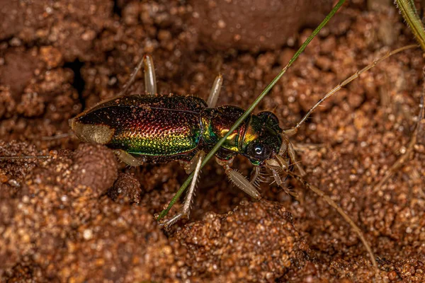 Adult Metallic Tiger Beetle Genus Tetracha — Stockfoto