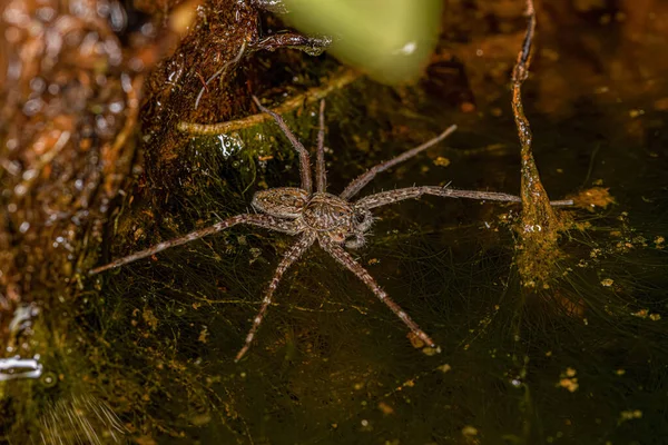 Small Nursery Web Spider Genus Thaumasia — Stock Photo, Image