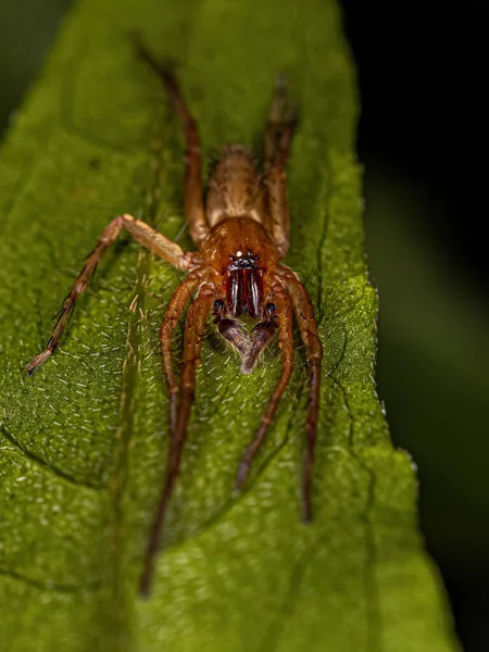Volwassen Mannelijke Spinnen Uit Familie Anyphaenidae — Stockfoto