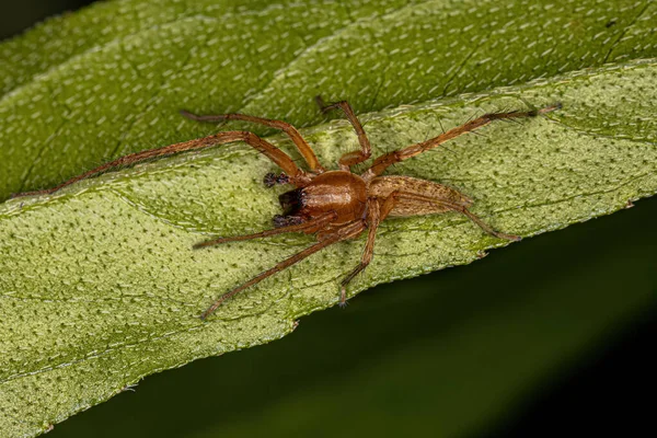 Araña Fantasma Macho Adulto Familia Anyphaenidae —  Fotos de Stock
