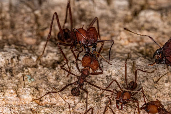 Przecinak Liści Atta Dla Dorosłych Mrówka Rodzaju Atta — Zdjęcie stockowe