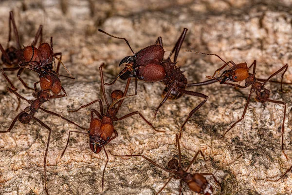 Adult Atta Leaf Cutter Ant Genus Atta — Stock Photo, Image