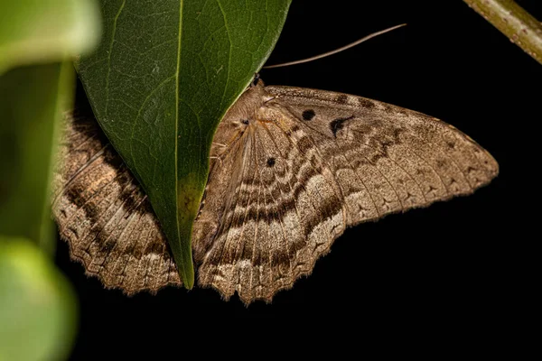 Adult Moth Insect Genus Feigeria — Stock Photo, Image