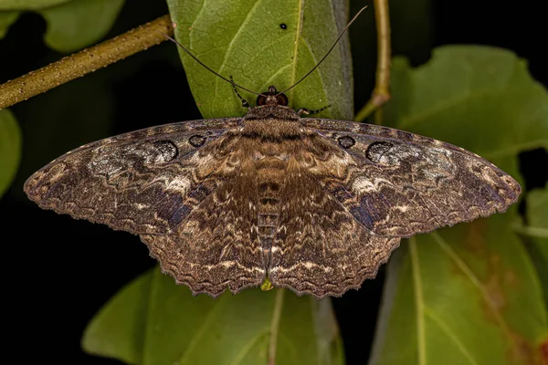 Moth Owady Dorosłe Rodzaju Feigeria — Zdjęcie stockowe