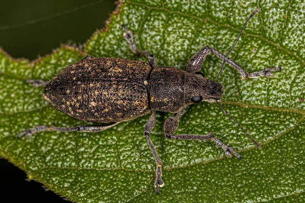 Tribe Naupactini Broad Nosed Weevil — 스톡 사진