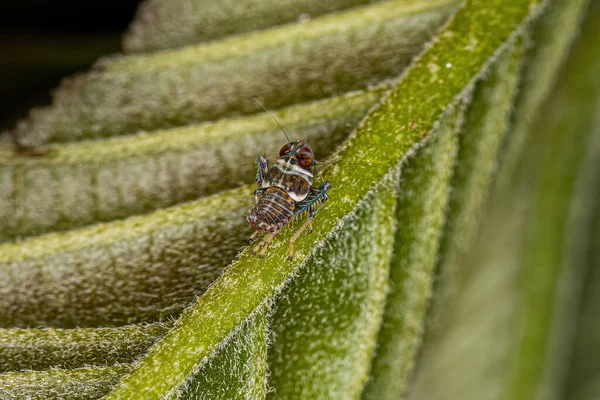 Typische Leafhopper Nymphe Aus Der Unterfamilie Coelidiinae — Stockfoto