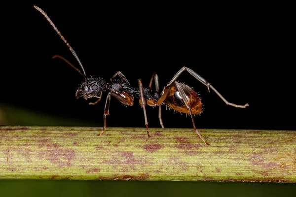 Dolichoderus Taklitçisi Yetişkin Kodoröz Karınca — Stok fotoğraf