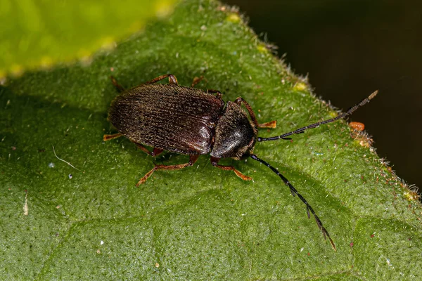 Escarabajo Alado Los Dedos Adultos Familia Ptilodactylidae — Foto de Stock