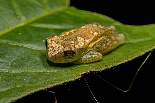 Żaba Drzewna Żółta Rodzaju Dendropsophus — Zdjęcie stockowe