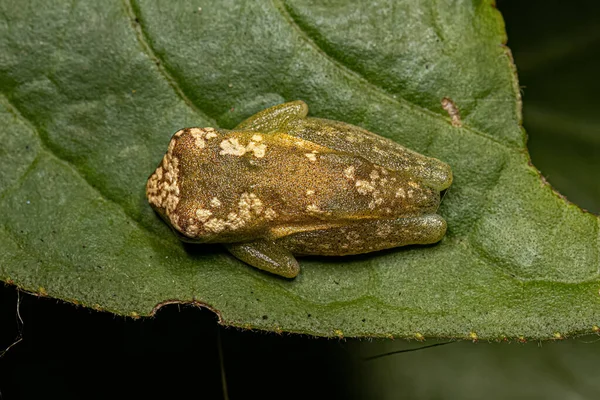Yellow Tree Frog Genus Dendropsophus — Stock Photo, Image
