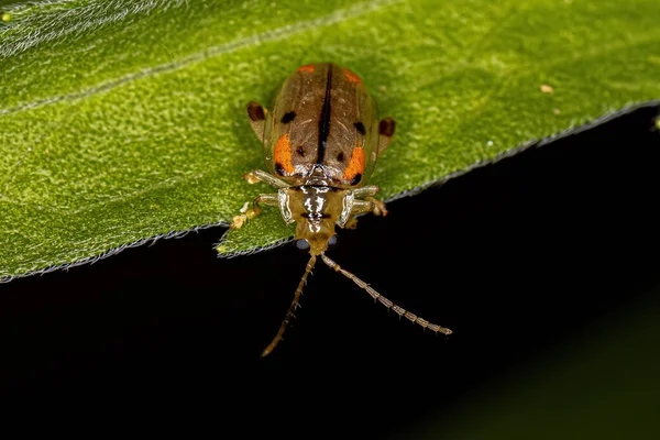 Walterianella Cinsinden Yetişkin Pire Böceği — Stok fotoğraf