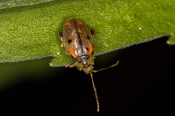 Escarabajo Pulga Adulta Del Género Walterianella —  Fotos de Stock