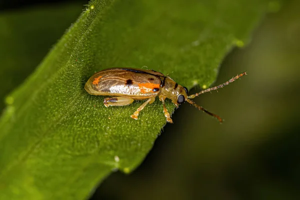 Adult Flea Beetle Genus Walterianella — Stock Photo, Image