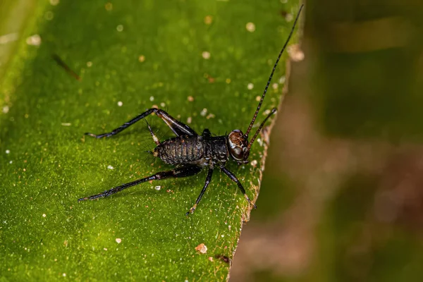 Echte Cricketnymphe Aus Der Überfamilie Grylloidea — Stockfoto